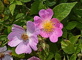 野玫瑰,野花,花