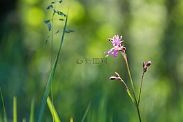 紫,花,太陽(yáng)
