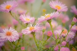 鲜花,性质,花园