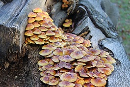 蘑菇,自然,真菌