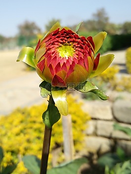 花,自然,植物區(qū)系