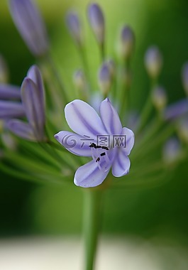 藍色,開花,植物