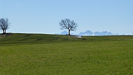 阿爾高,草地,太陽