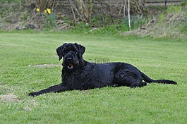 狗,riesenschnauzer,花园