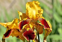 虹膜,花,夏季