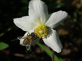 蜜蜂,昆蟲,花卉