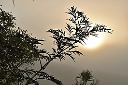 心情,日出,霧