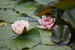 睡蓮,湖,池塘