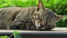 猫,动物,sleep