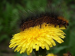 昆蟲,卡特彼勒,花卉