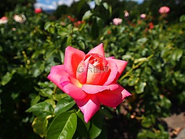 玫瑰,花,自然