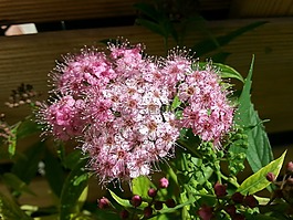 夏季花卉,粉紅色的花朵,花園