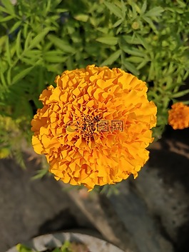 自然,花,植物區(qū)系