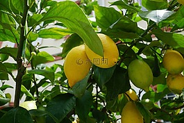 檸檬,樹,綠色