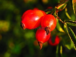玫瑰果,水果,紅色