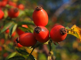 玫瑰果,水果,紅色