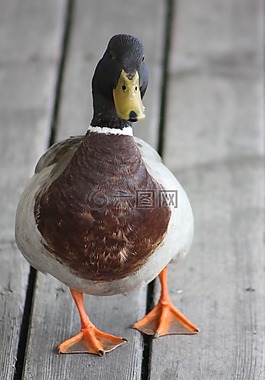 鴨,neusiedl 湖,鳥