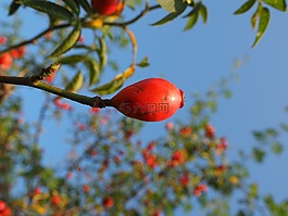 玫瑰果,水果,紅色
