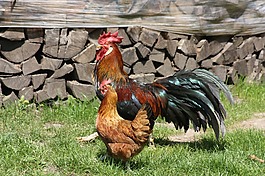 哈恩,母雞,鳥
