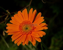 橙色,花,雛菊