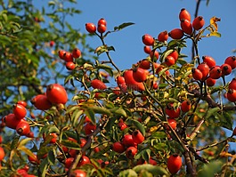 玫瑰果,水果,紅色