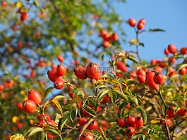 玫瑰果,水果,紅色