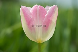 粉紅色,郁金香,綠色