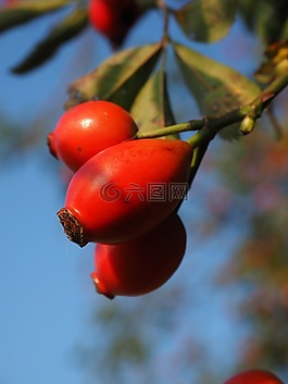 玫瑰果,水果,紅色