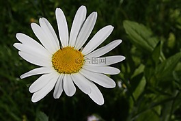 瑪格麗特,花,春天