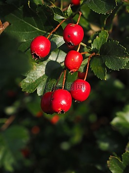 漿果,水果,紅色