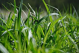 草地,性質(zhì),關(guān)閉