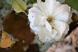 花,水面,驅(qū)動(dòng)器
