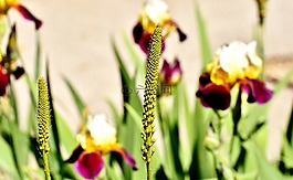 草,鮮花,性質(zhì)
