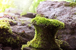 自然,苔,植物