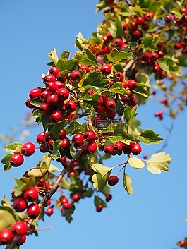 漿果,水果,紅色