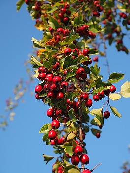 漿果,水果,紅色