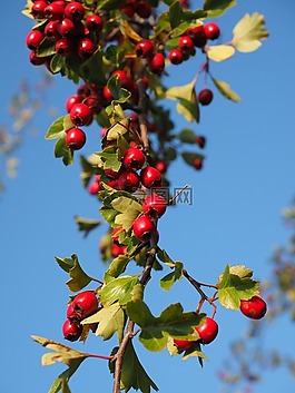 漿果,水果,紅色