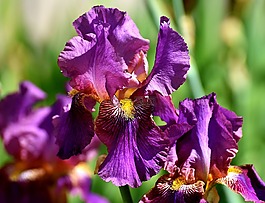 虹膜,花,夏季