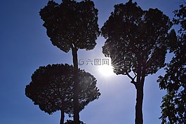 羅馬,樹(shù),天空