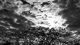 天空,樹,云
