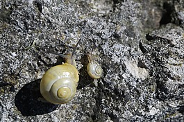 蝸牛,爬網(wǎng),steinig