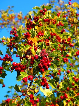 漿果,水果,紅色