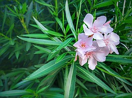 夾竹桃,花,綠色