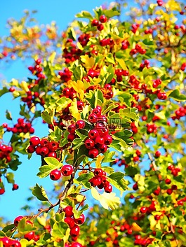 漿果,水果,紅色