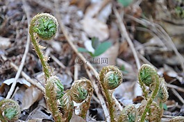 林林下,蕨类植物,性质