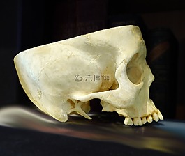 頭骨,解剖,顱骨