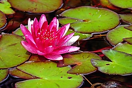 睡蓮,花,開花