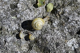 蝸牛,家庭,爬網