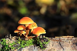 蘑菇,森林,性質