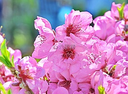 棵开花的树,果味的,花园